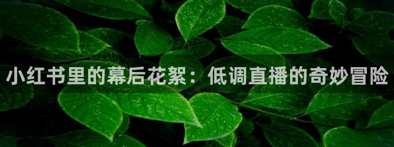 飞速直播体育nba无插件